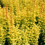 Berberis thunbergii 'Maria'