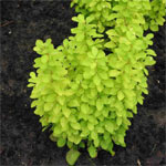 Growell Plants