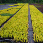 Growell Plants