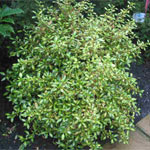 Growell Plants