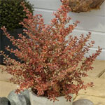 Growell Plants