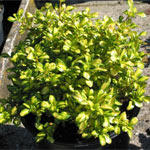 Growell Plants