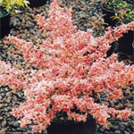 Growell Plants