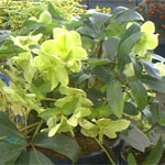 Helleborus 'Moonshine'